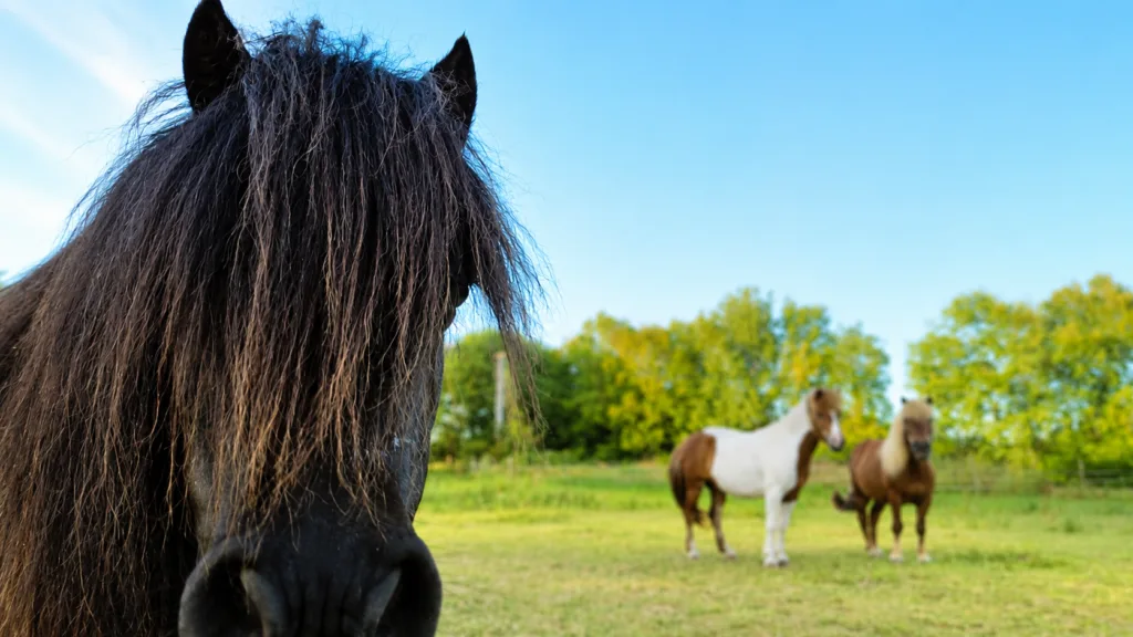 Poneys