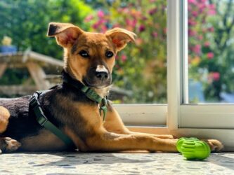 Chiens admis au Camping Les Avenières, établissement pet-friendly